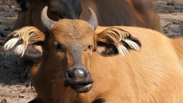 African Forest Buffalo Female Lying On The Sun