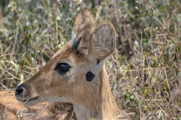 portrait of a deer