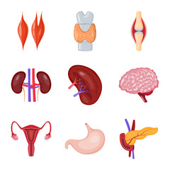 Vector design of anatomy and organ logo. Set of anatomy and medical stock symbol for web.