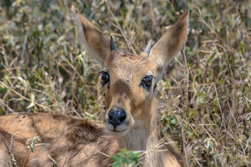portrait of a deer