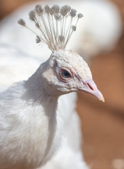 Portrait of a white peacock in a zoo