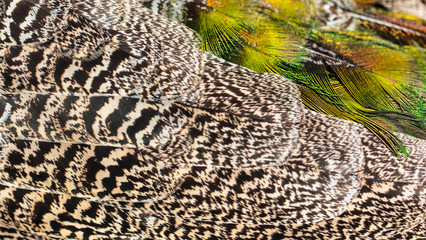 Peacock feathers on nature as background