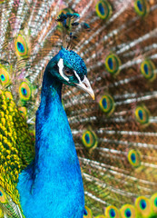 Obraz premium Portrait of a peacock in a zoo