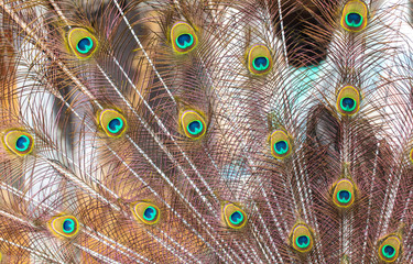 Obraz premium Peacock feathers on nature as background