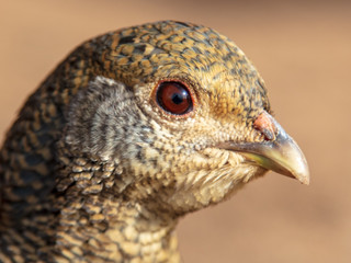 Portrait of a female pheasant in nature