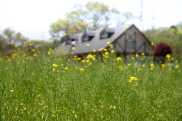 野花と山小屋