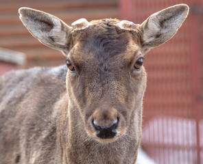 Portrait of a deer in a zoo