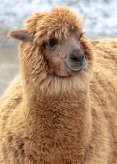 Obraz premium Portrait of llama in wool at the zoo
