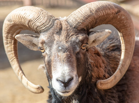Portrait of a mountain sheep in a zoo
