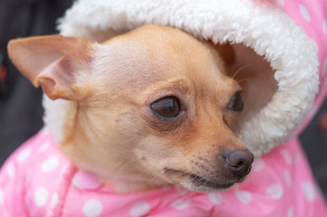 Portrait of a little dog