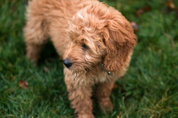 Mini Goldendoodle Puppy in green grass