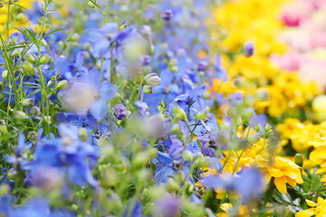 日本の郊外の公園　カラフルな春の花畑