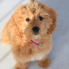 Cute Mini Golden Doodle