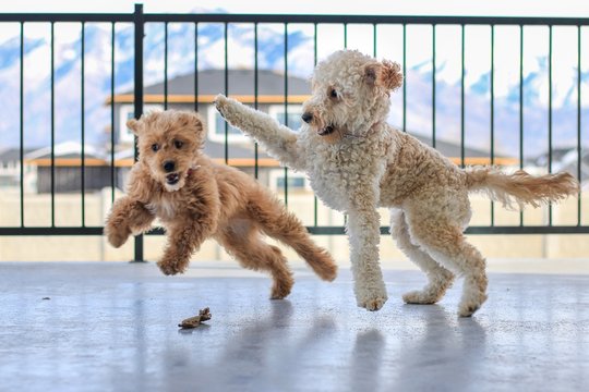 Dogs playing 