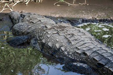 Alligatore in un fiume del Costa Rica