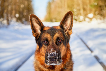 Dog German Shepherd on the railway road in a winter day