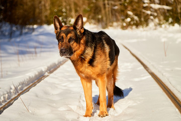 Dog German Shepherd on the railway road in a winter day