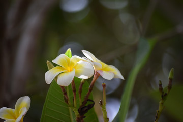 white frangipani flowers close up, nature flora plant background garden