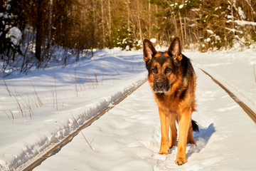 Dog German Shepherd on the railway road in a winter day