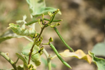 bean seed in garden, vegetable food close up macro background plant leaf
