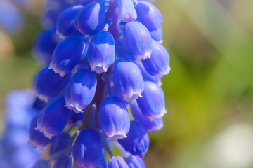Beautiful Muscari or Grape hyacinth closeup