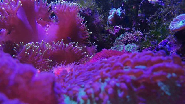 Fungiidae, pink large polyp stony colonial coral