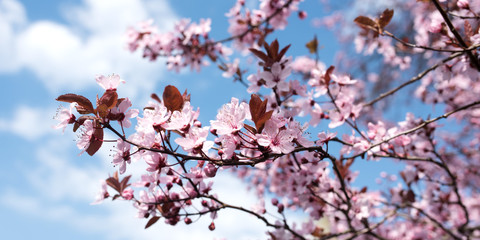 Cherry blossoms at spring time
