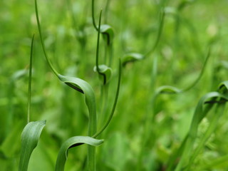 closeup of green grass