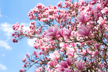 Blooming magnolias in spring