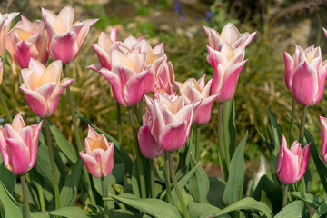 pink tulips in the garden
