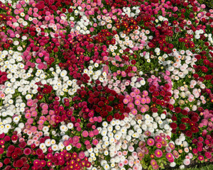 Fototapeta premium romantic background valentines pink flowers