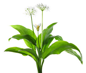 Wild garlic or Ramsons - Allium ursinum isolated on white background. Wild garlic used in the kitchen. Spring herb that grows in a forest suitable for eating. - obrazy, fototapety, plakaty