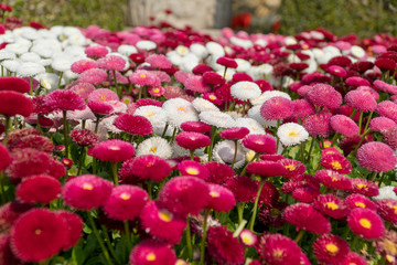 romantic background valentines pink flowers
