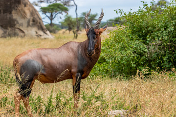 Topi antelope stand near the bush