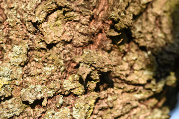bois nature ecorce arbre