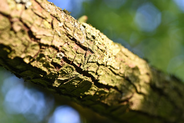 bois nature ecorce arbre