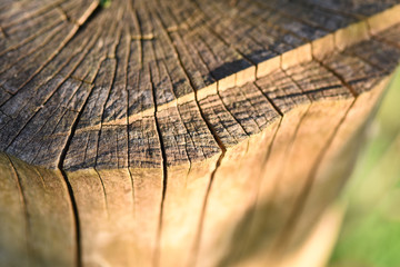 bois nature ecorce arbre