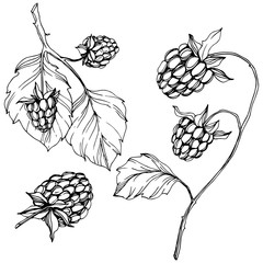 Vector Raspberry healthy food isolated. Black and white engraved ink art. Isolated berries illustration element.