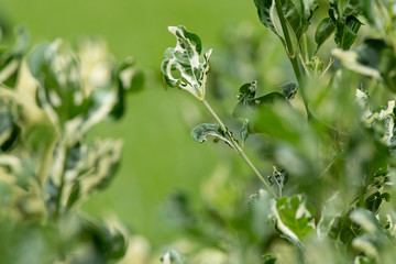 Polyscias sp. on green background