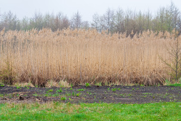 tall reed and green grass