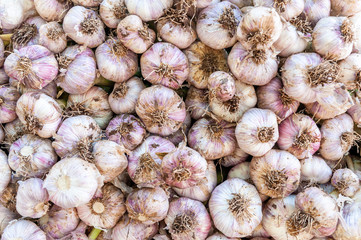 Garlic sold in Shuk Hacarmel market, Tel Aviv, Israel