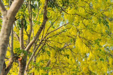 Obraz premium Cassia fistula, known as golden rain tree
