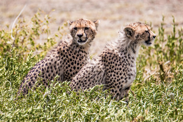 Two cheetahs stand on the ground and look in the same direction