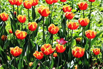 Fototapeta na wymiar Red and yellow tulips in bright sunshine