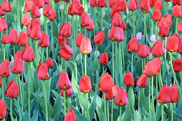 Spring red flowers of tulips, stalks and leaves of tulips in uniform and irresistible beauty