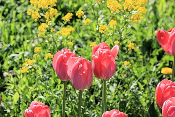 Fototapeta premium Beautiful red tulips, modest yellow flowers and green grass in a picture of harmonious spring nature