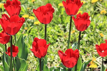 Scarlet tulips - expressions of love on the planet