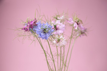 Fototapeta premium 花