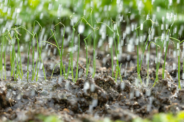 young onion plants with water drops, closeup