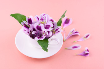 beautiful flowers of astromeria with a white cup on a pink background